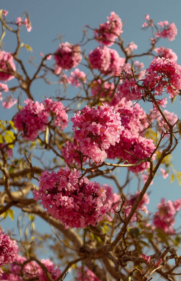 flor de ipê roxo